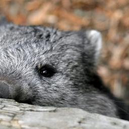 australien-wombat-tier-t-485893004.jpg