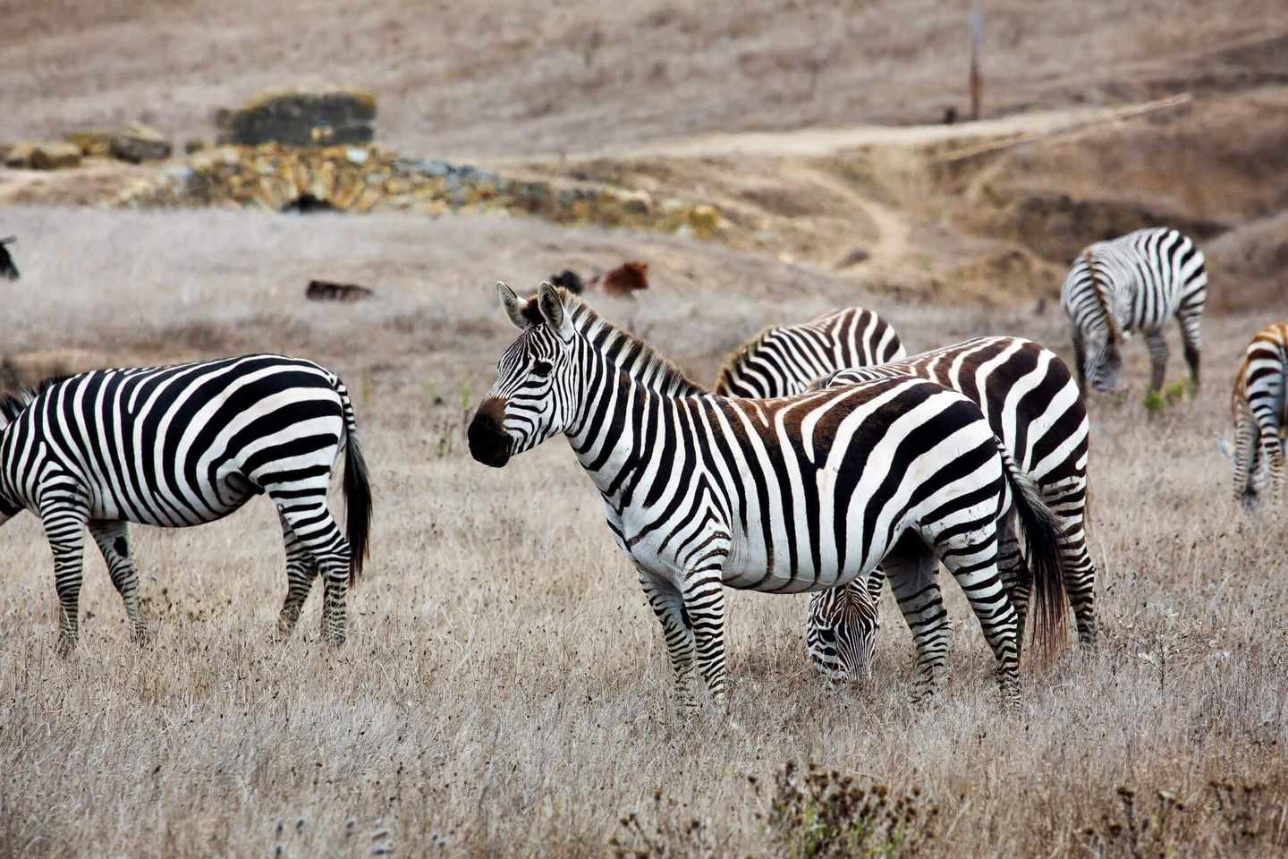 usa-kalifornien-zebras-in-freier-wildbahn-g-477255270.jpg