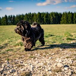 Hotel mit Hund im Bayerischen Wald