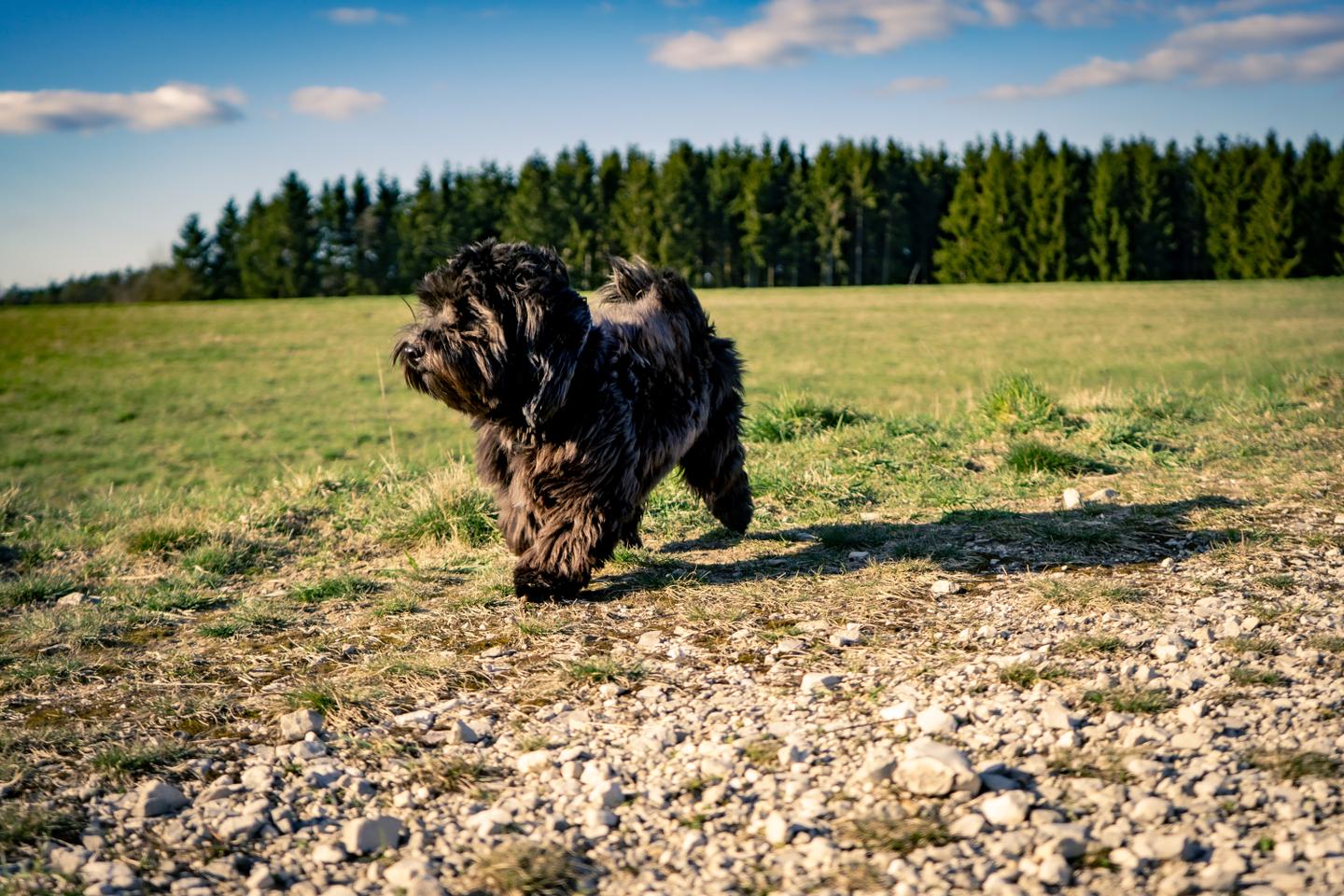 schwarzer-havaneser-hund-natur-g-1291050224.jpg