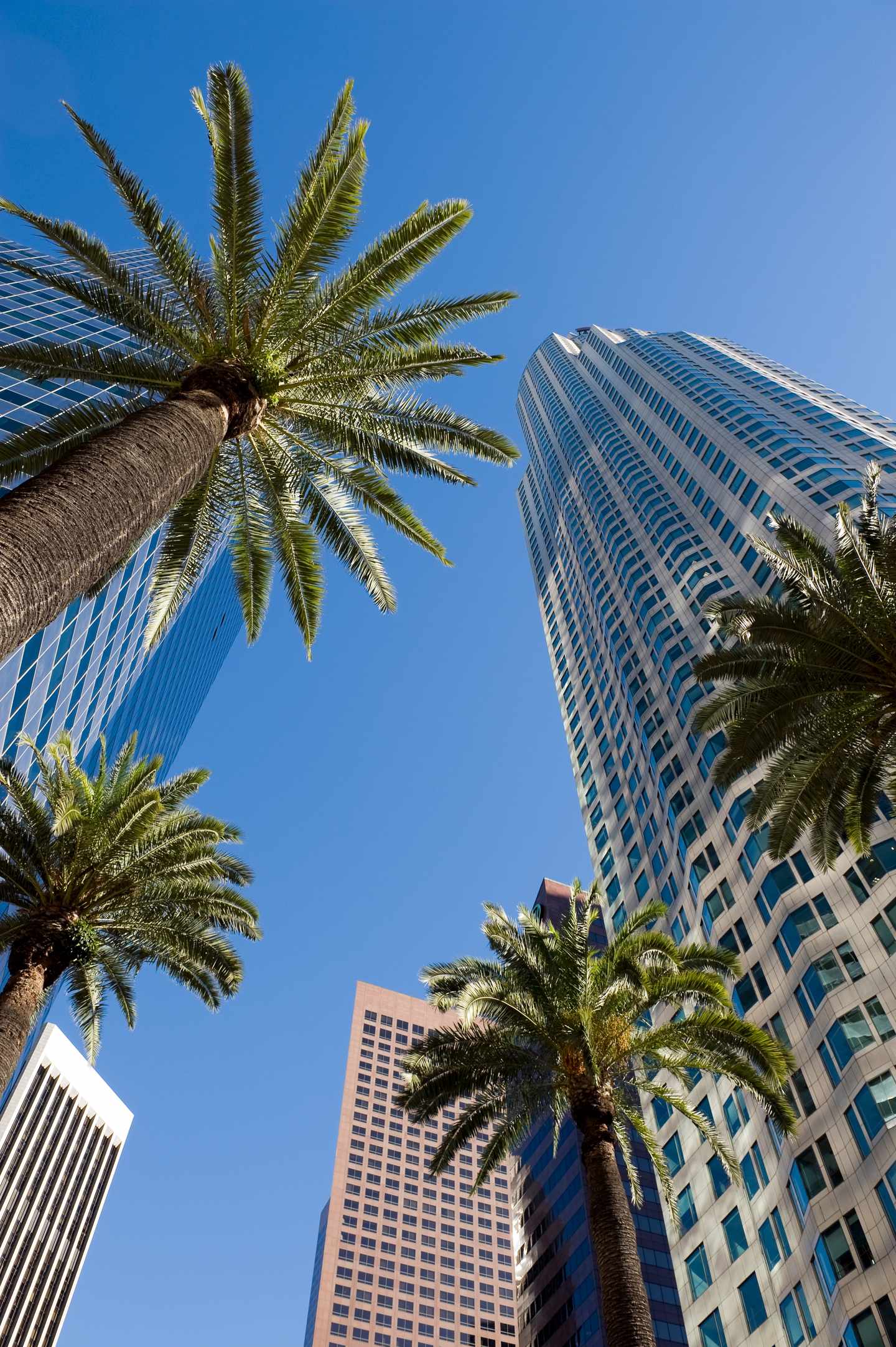 GettyImages-154924712.jpg Hohe Gebäude und Palmen in der Innenstadt von Los Angeles