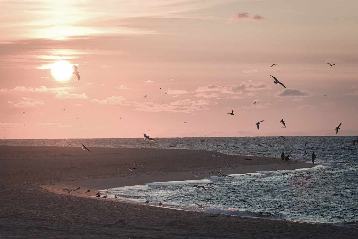 deutschland-schleswig-holstein-sylt-moewen-sonnenuntergang-g-1436988754.jpg