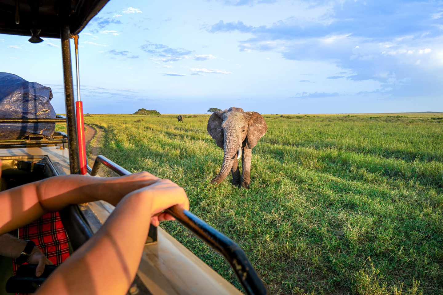 tansania-safari-elefant-auto-g-2162535130.jpg