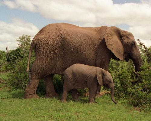Kapstadt, Garden Route, Krüger National Park: Südafrika vielseitig erleben