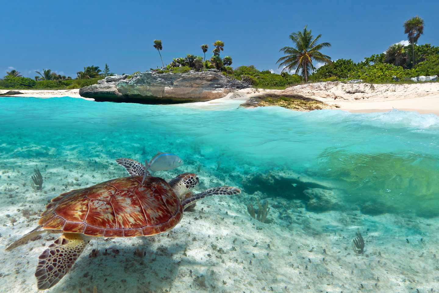 mexiko-strand-schildkroete-g-154270811.jpg