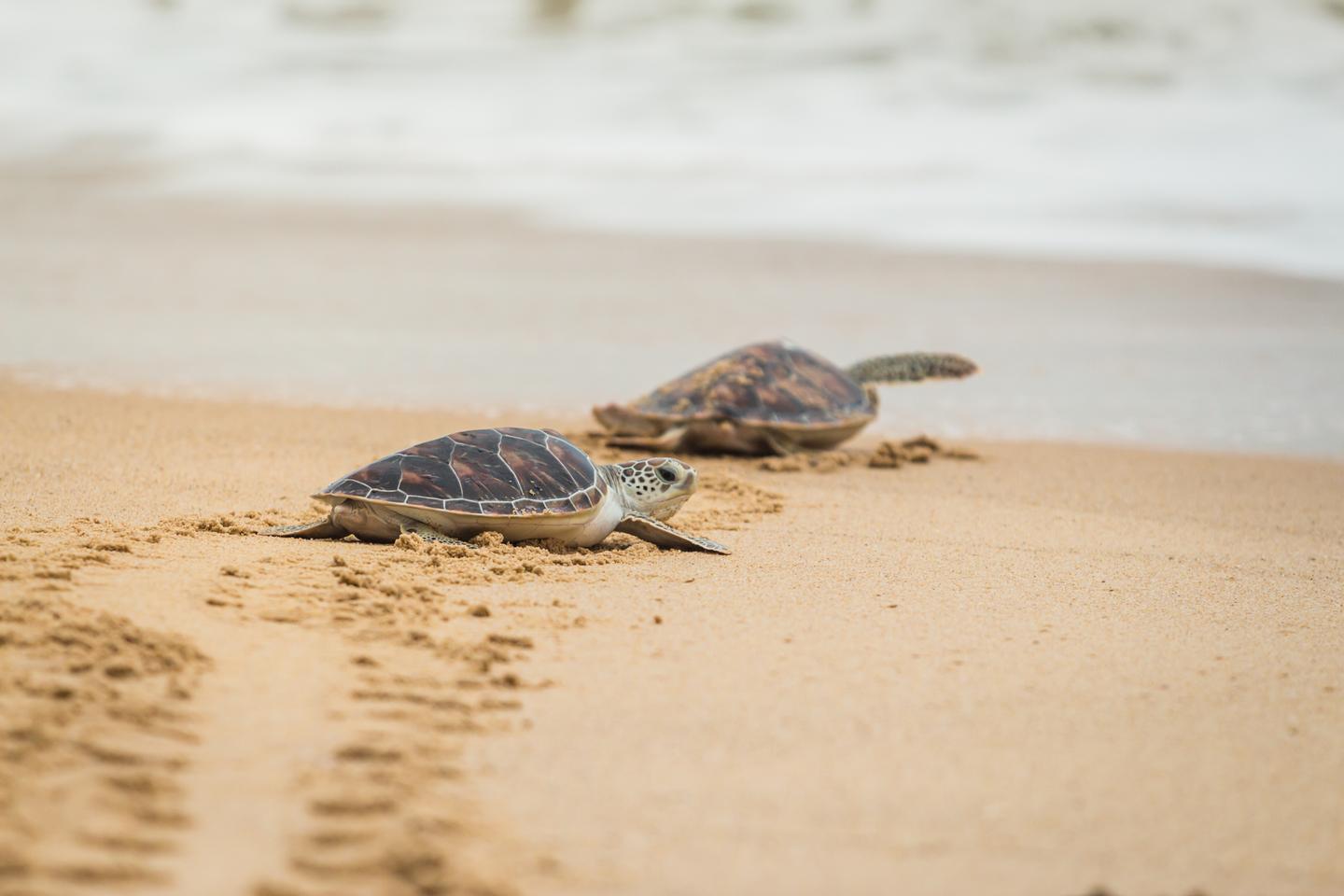 italien-adria-strand-schildkroete-turtle-g-824294128.jpg