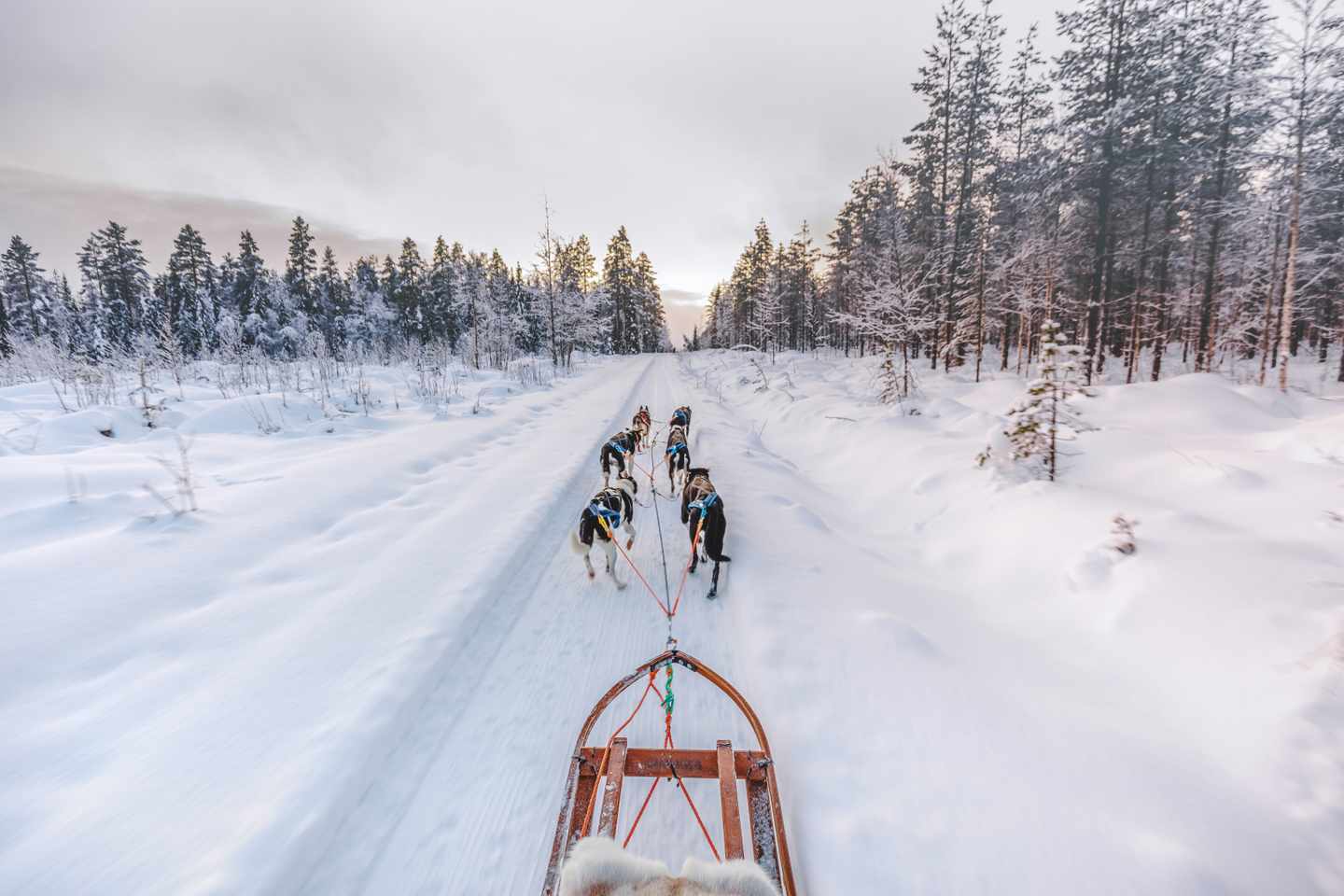 Huskygespann mit Schlitten auf verschneiter Waldstrecke bei Levi in Finnisch-Lappland im Winter