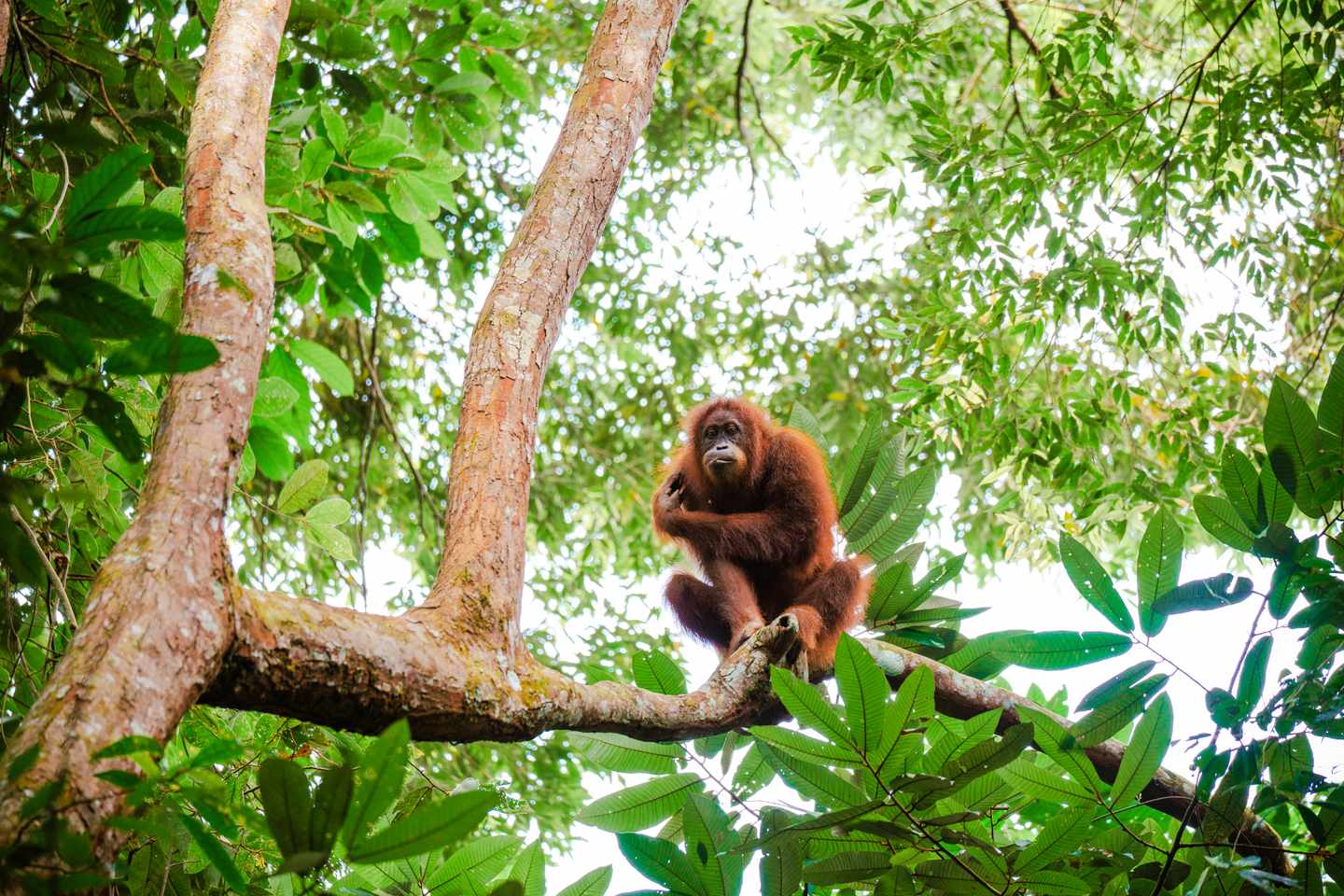 indonesien-nord-sumatra-dschungel-mit-orang-utan-g-1801435189.jpg