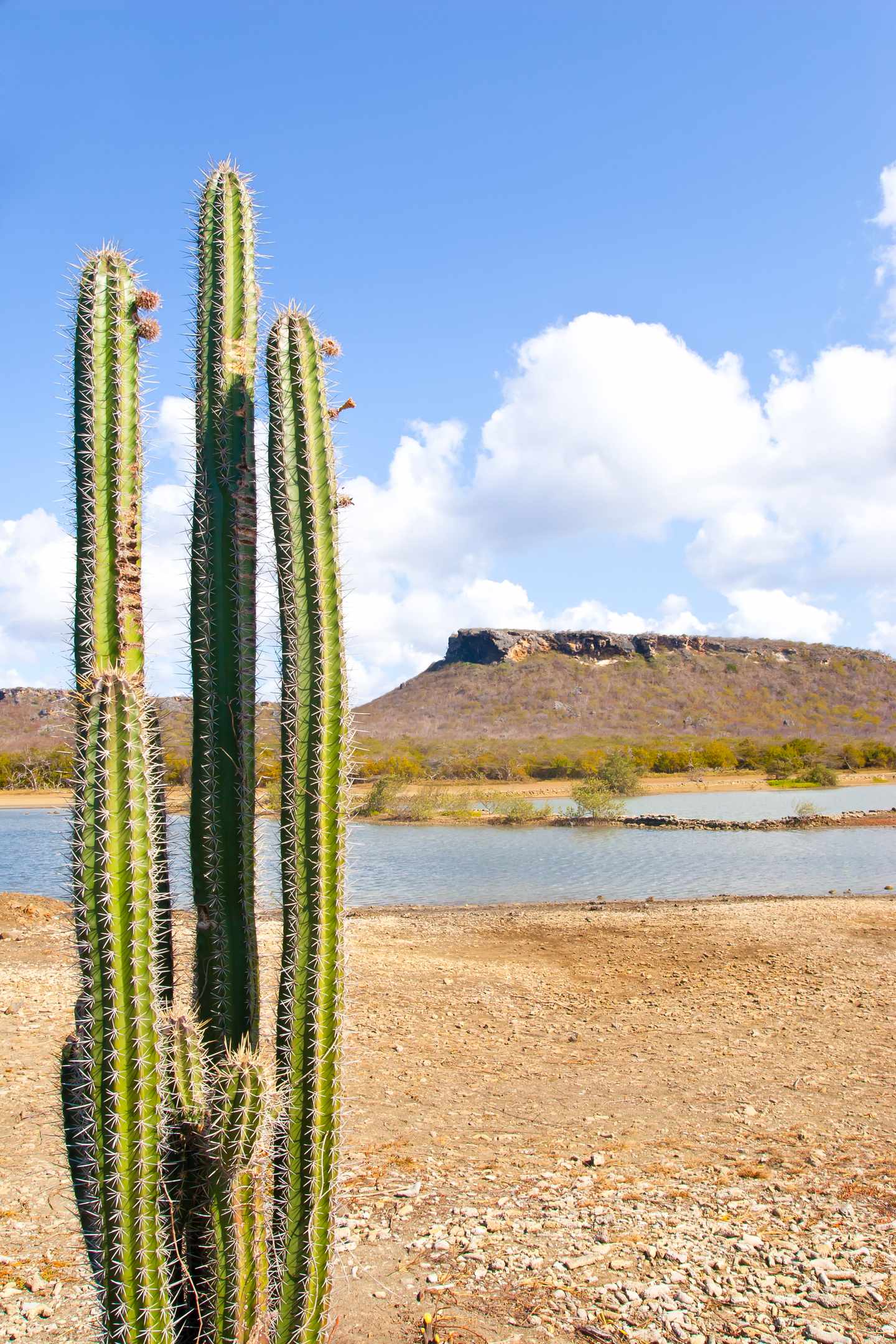 GettyImages-507155366.jpg Landschaft und Kaktus auf der Insel Curaçao