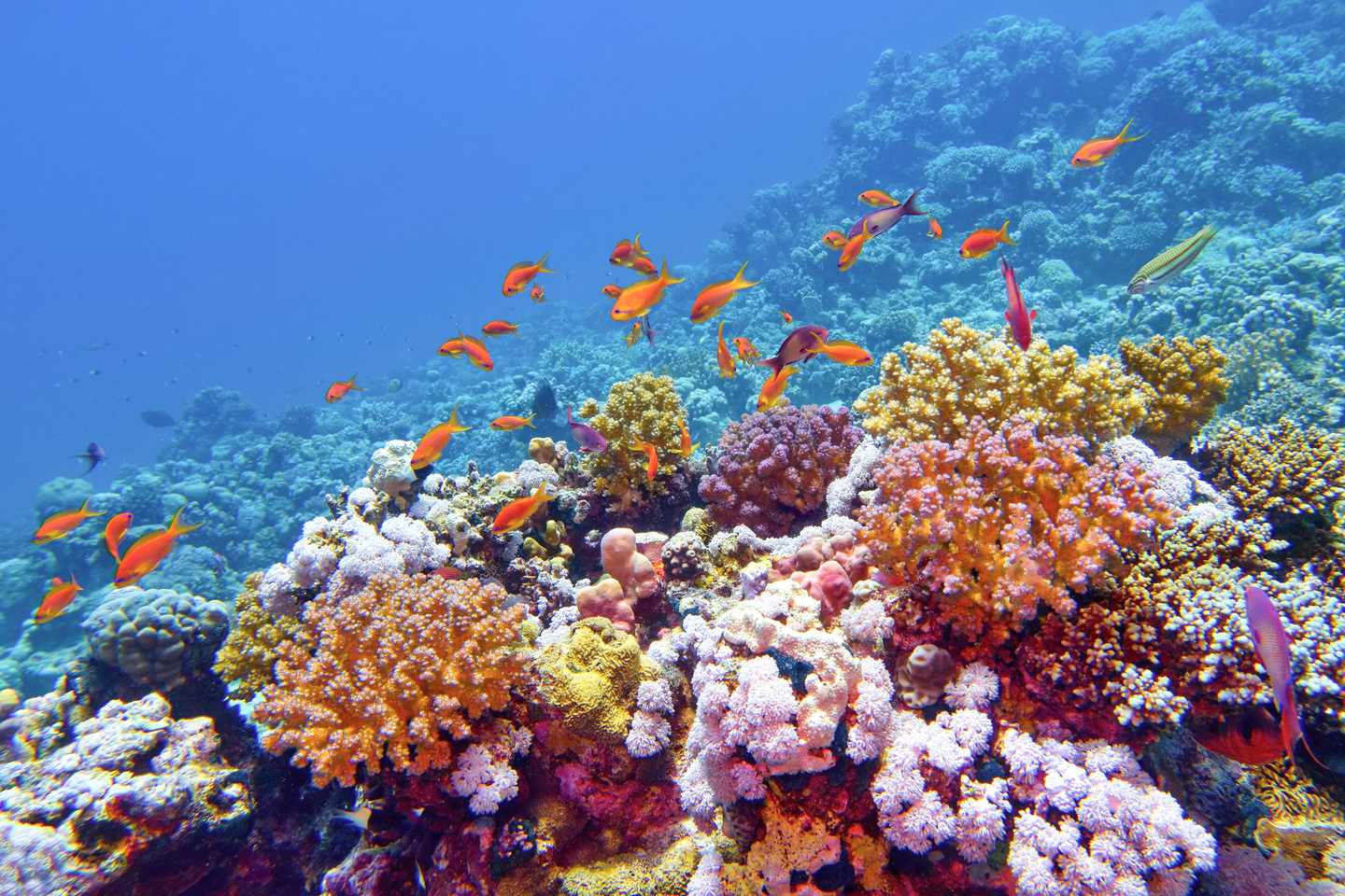 Hurghada Urlaub: Korallenriff
