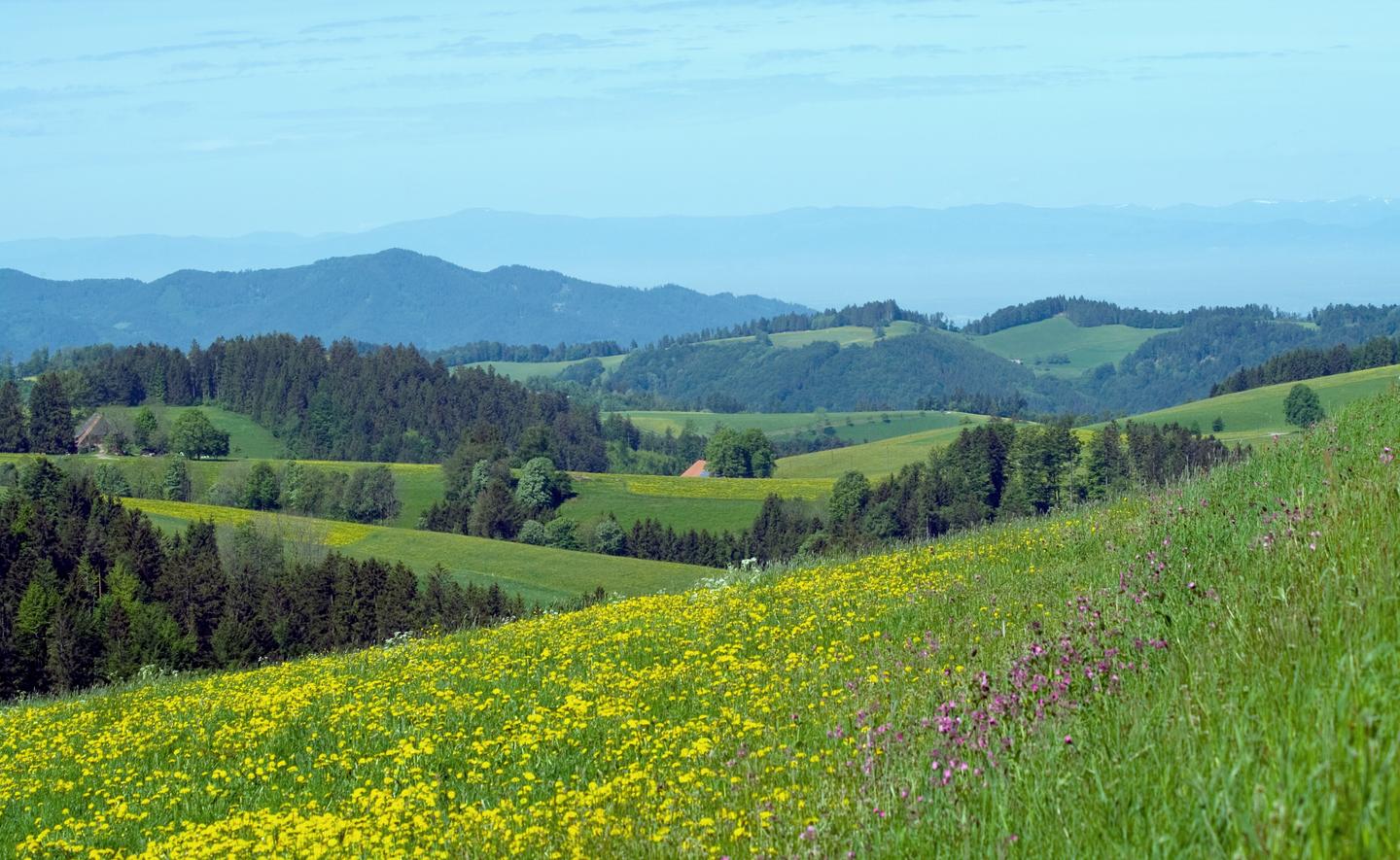 deutschland-baden-wuerttemberg-schwarzwald-g-173833749.jpg