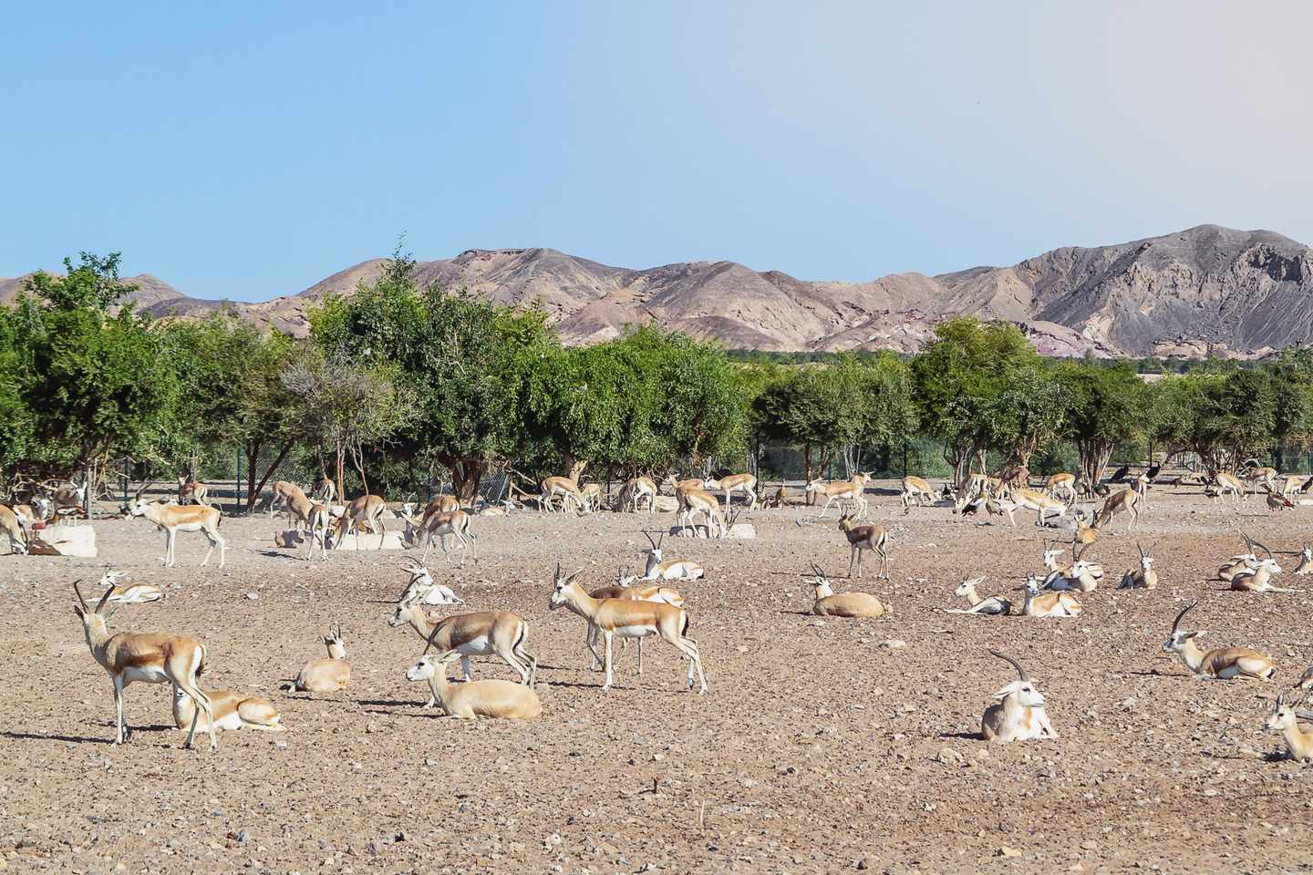vae-abu-dhabi-sir-bani-yas-tiere-g-1094226262.jpg