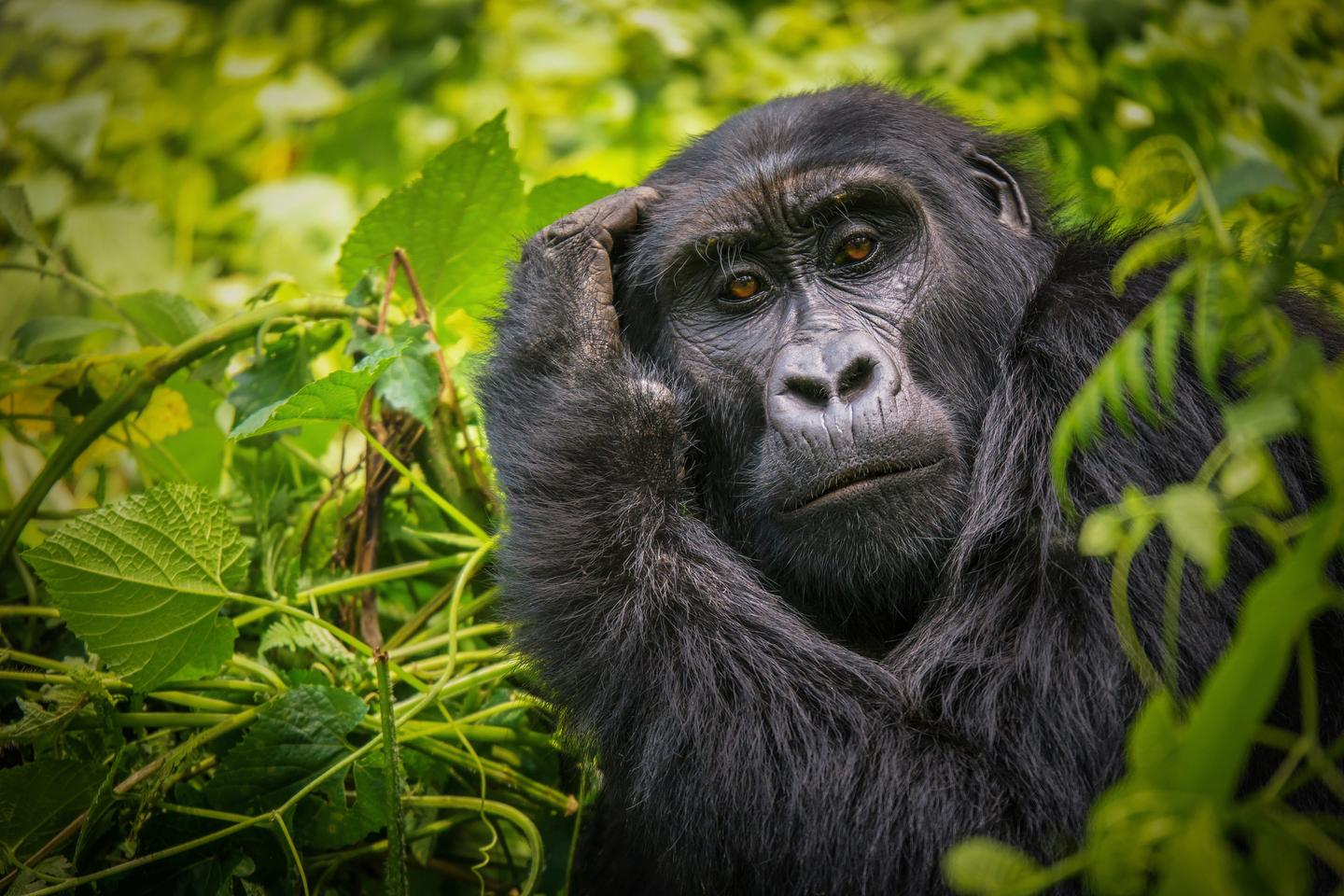 uganda-gorilla-t-962748202.jpg