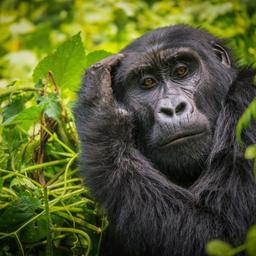uganda-gorilla-t-962748202.jpg