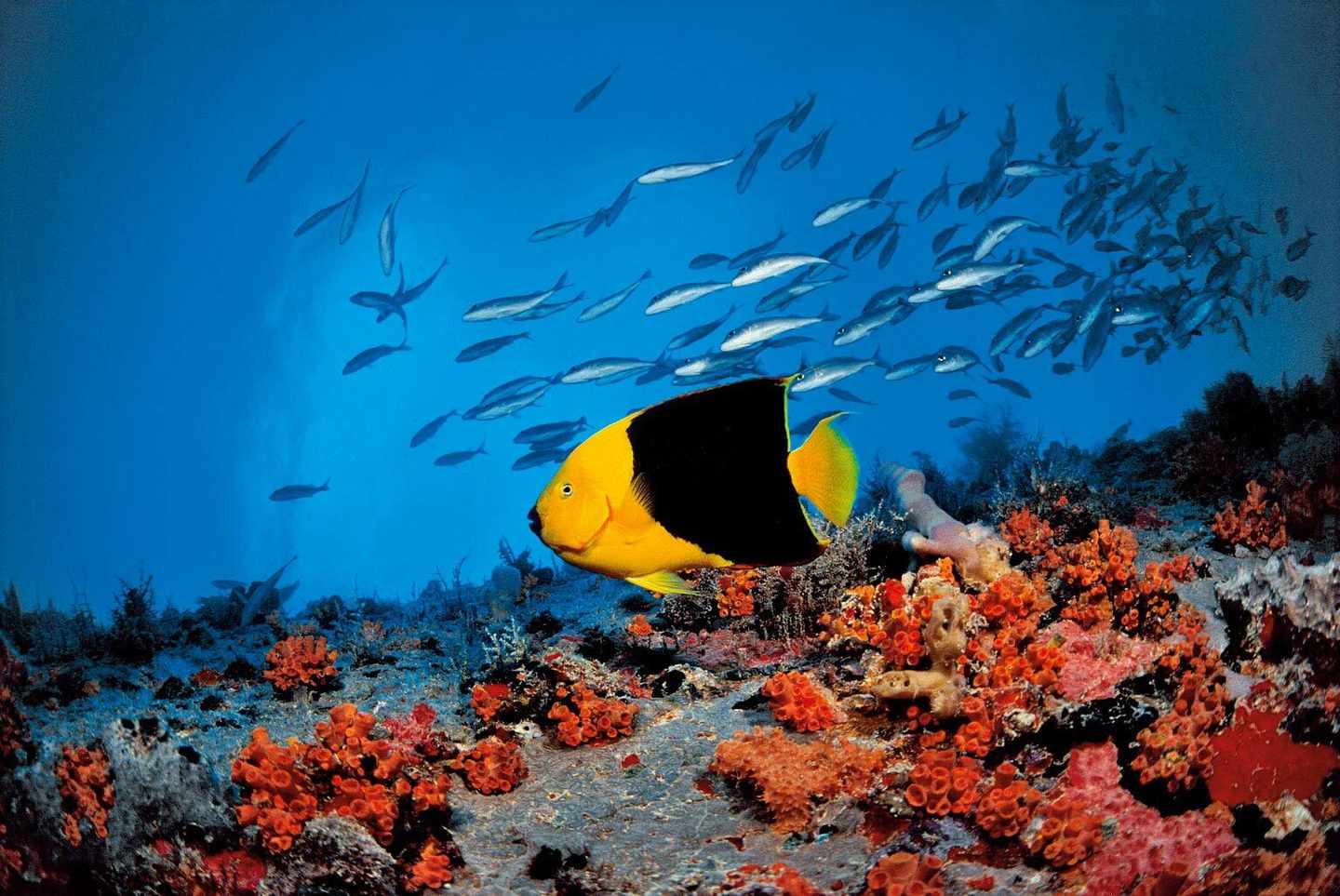mauritius-unterwasserwelt-p-MK13755_E-4487232.jpg