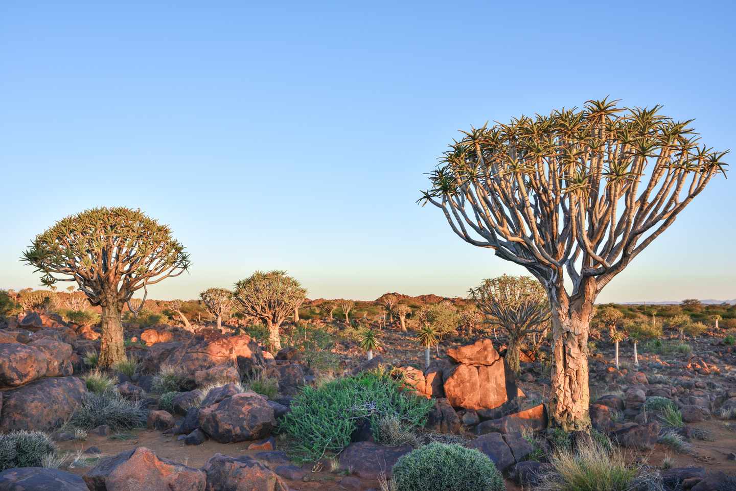 Köcherbäume wachsen zwischen rötlichen Felsen in der trockenen Landschaft bei Keetmanshoop im Süden Namibias