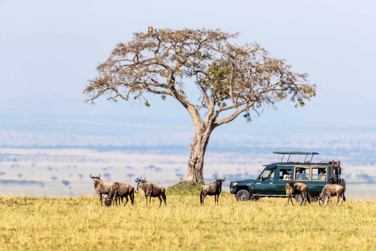kenia-safari-und-gnus-g-1321289761.jpg