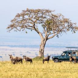 kenia-safari-und-gnus-g-1321289761.jpg