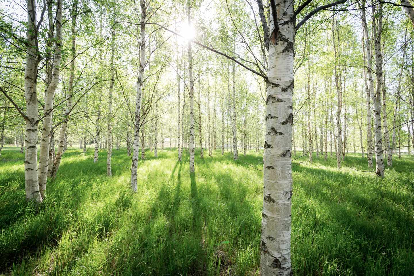 schweden-birkenwald-mit-morgenlicht-im-fruehling-g-1094023068.jpg