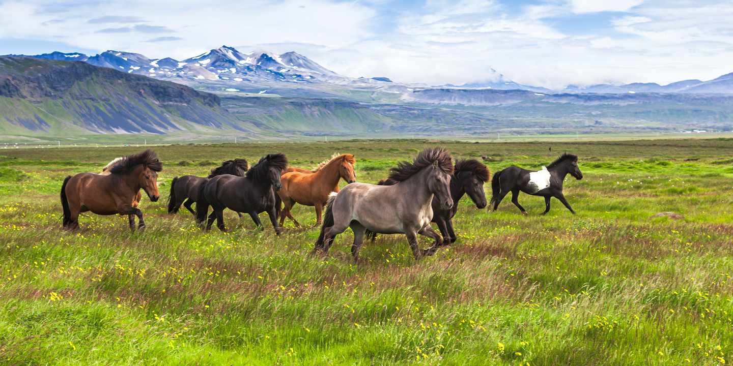 island-islandpferde-g-1177363870.jpg