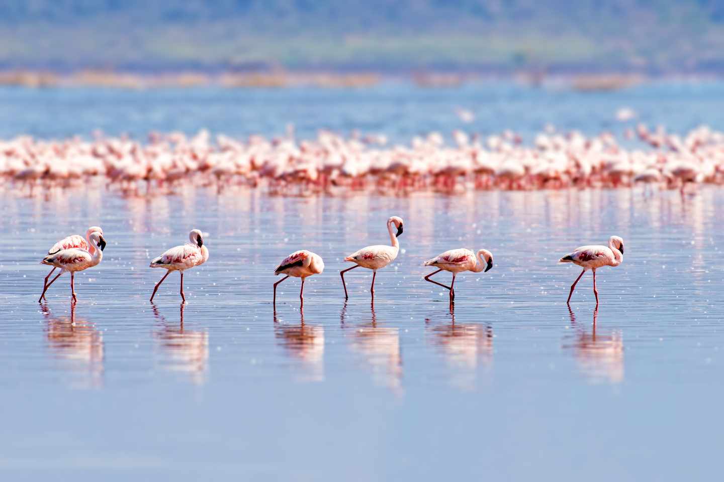 frankreich-strand-flamingo-schwarm-g-953445332.jpg