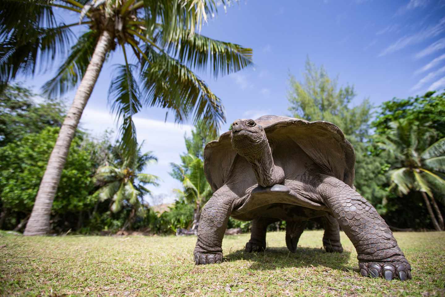 seychellen-aldabra-riese-schildkroete-g-682697950.jpg