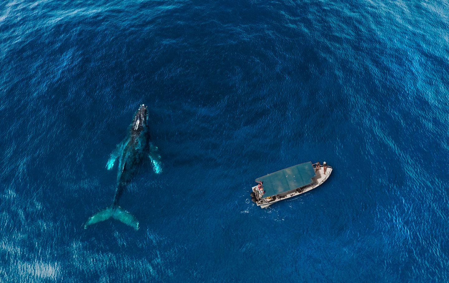 mexiko-los-cabos-p-Whale-watching-von-oben.jpg