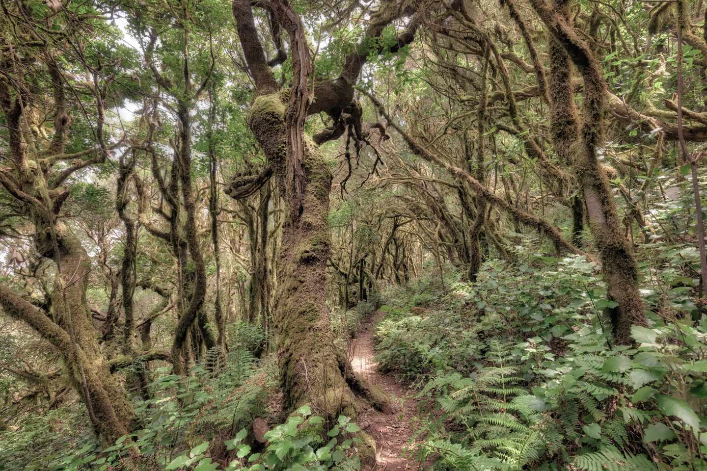 spanien-kanaren-la-gomera-monteverde-lorbeerwald-g-681726448.jpg