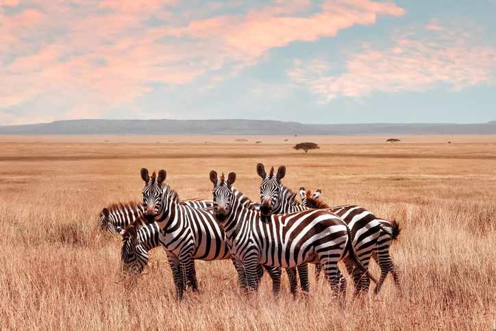 tansania-serengeti-nationalpark-zebras-g-1046958338.jpg