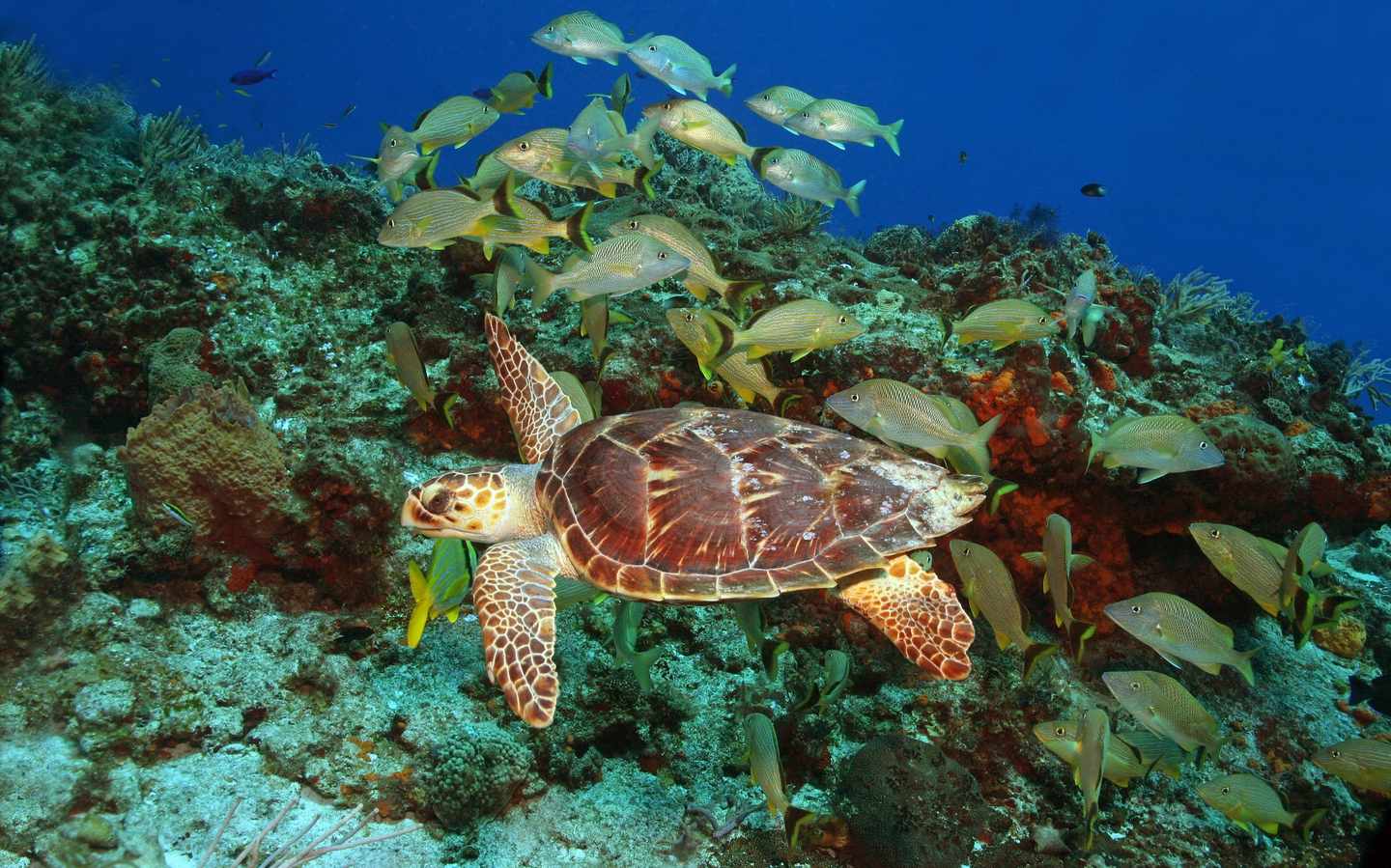 mexiko-cozumel-schildkroete-g-150420800.jpg