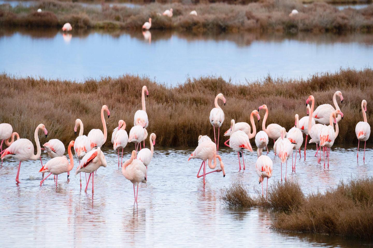 italien-sardinien-schoenste-orte-flamingosherde-in-ihrem-natürlichen-ökosystem-g-1295443777.jpg