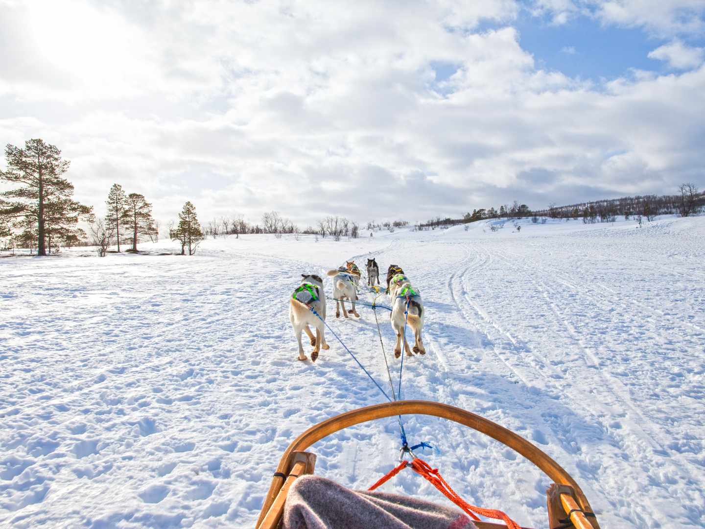 Huskys ziehen einen Schlitten durch die verschneite Landschaft bei Tromsø in Norwegen 