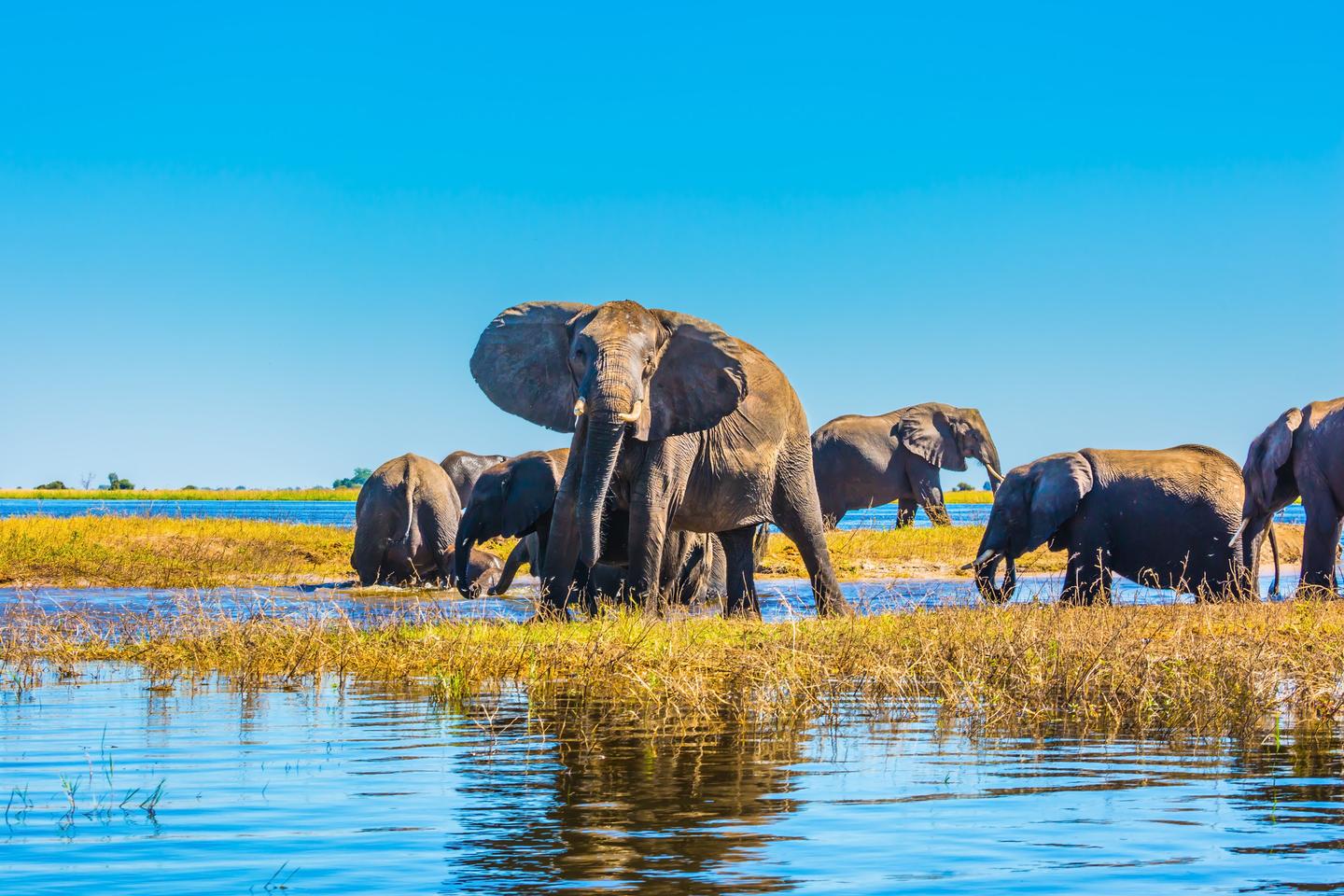 bltbb32668fc5736784-botswana-okavangodelta-elefanten-g-675243238.jpg botswana-okavangodelta-elefanten-g-675243238.jpg