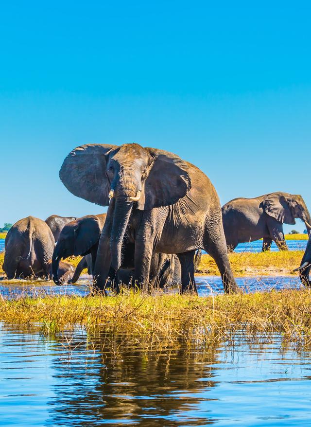 Okavangodelta