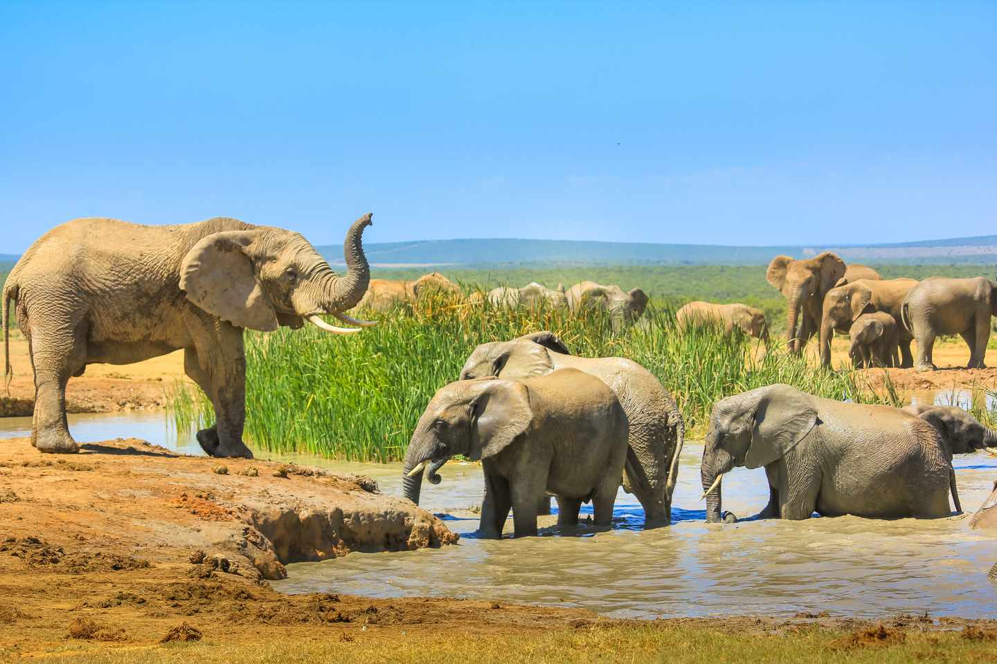 suedafrika-elefanten-addo-elephant-national-park-g-942317568.jpg