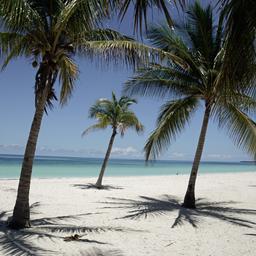 karibik-kuba-varadero-palmen-strand-g-1402406666.jpg