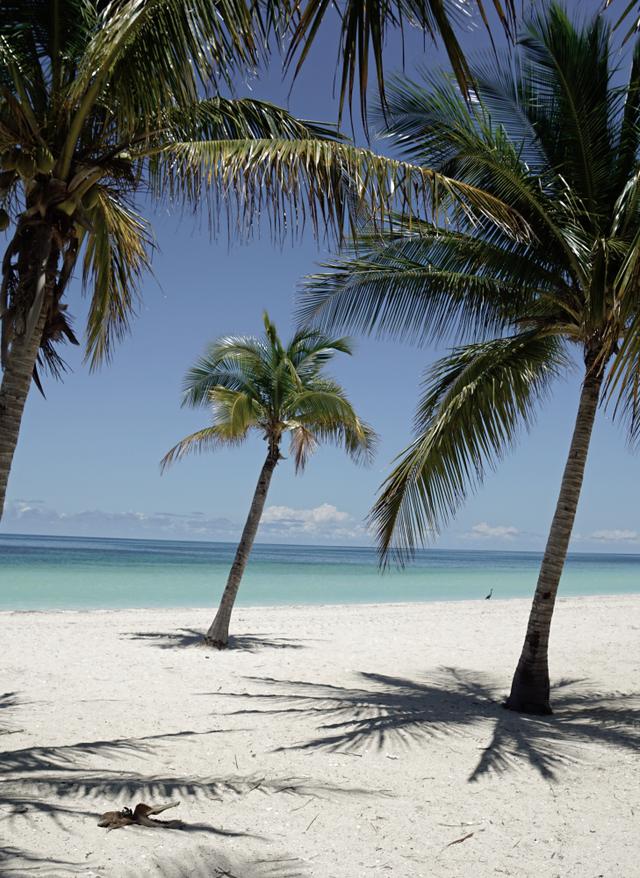 karibik-kuba-varadero-palmen-strand-g-1402406666.jpg