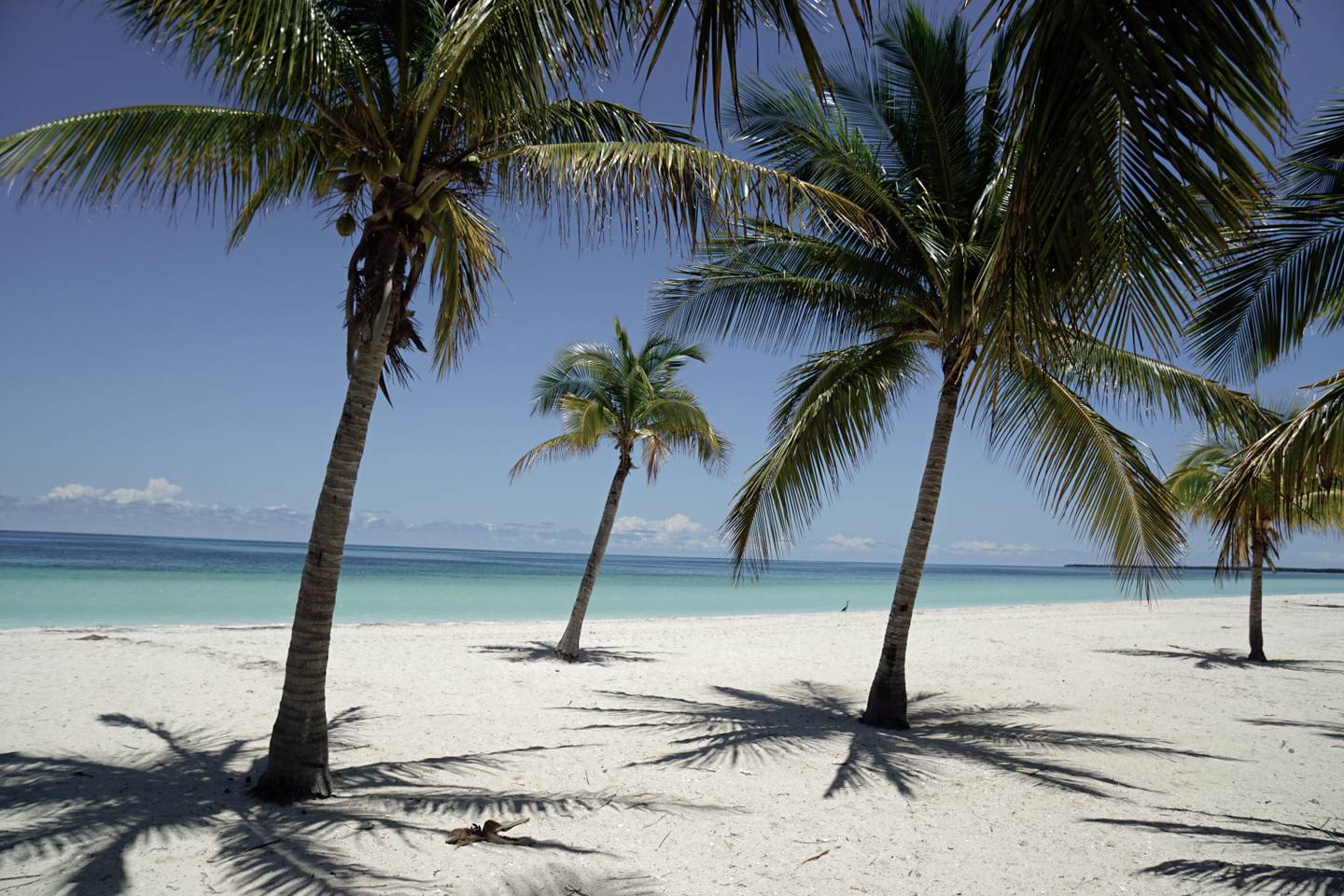 karibik-kuba-varadero-palmen-strand-g-1402406666.jpg