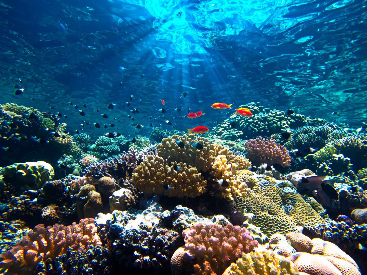 Ägypten-Rotes-Meer-Korallenriff-g-1371933587.jpg