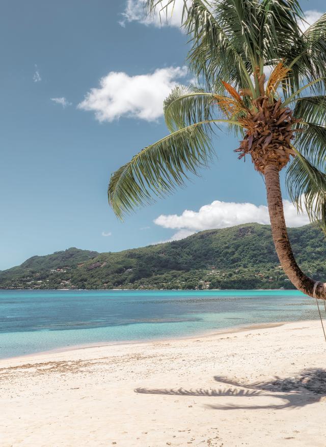 Beste Reisezeit Seychellen Strand und Palmen am Strand von Mahé, Seychellen