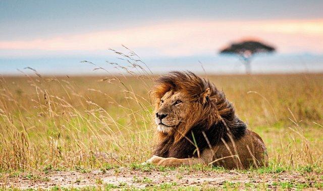Zur Safari Abenteuer Busch