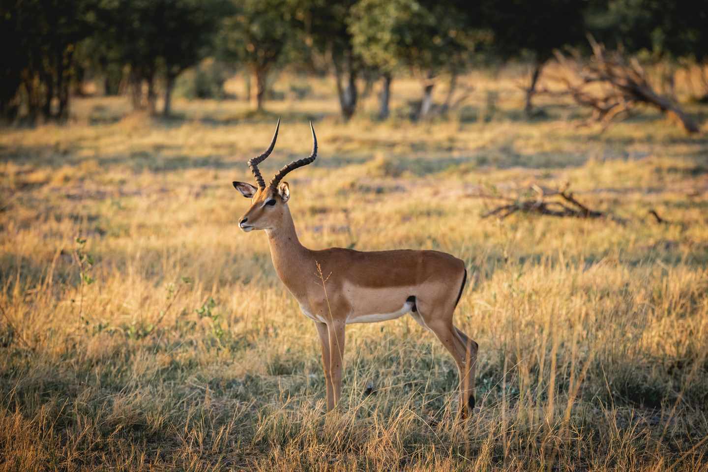 botswana-moremi-game-reserve-impala-g-1088379424.jpg