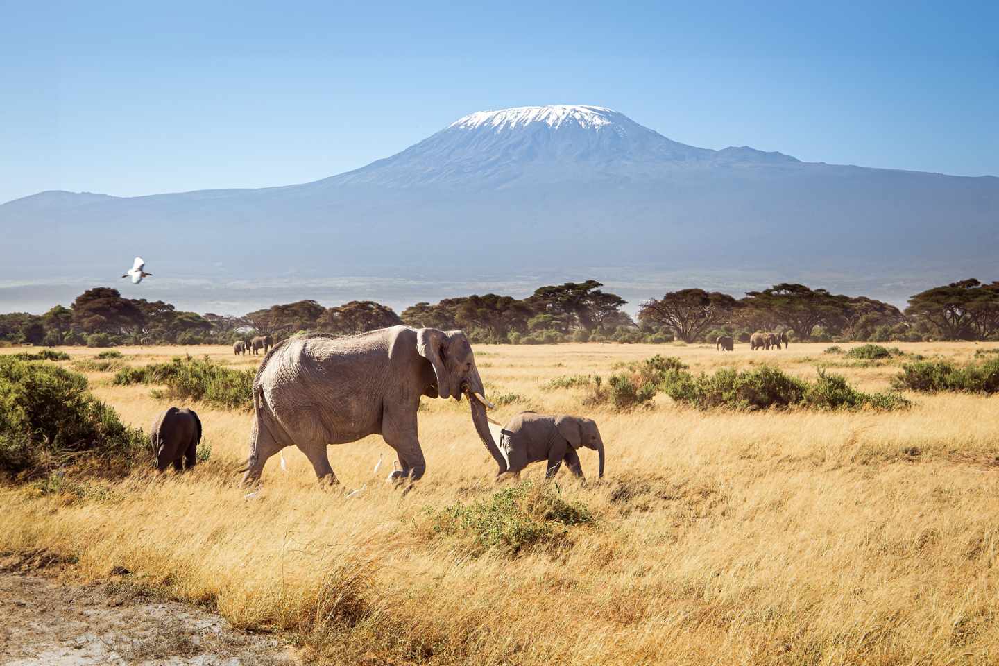 Elefantenherde im Amboseli-Nationalpark auf einer Kenia Safari, im Hintergrund der schneebedeckte Kilimandscharo