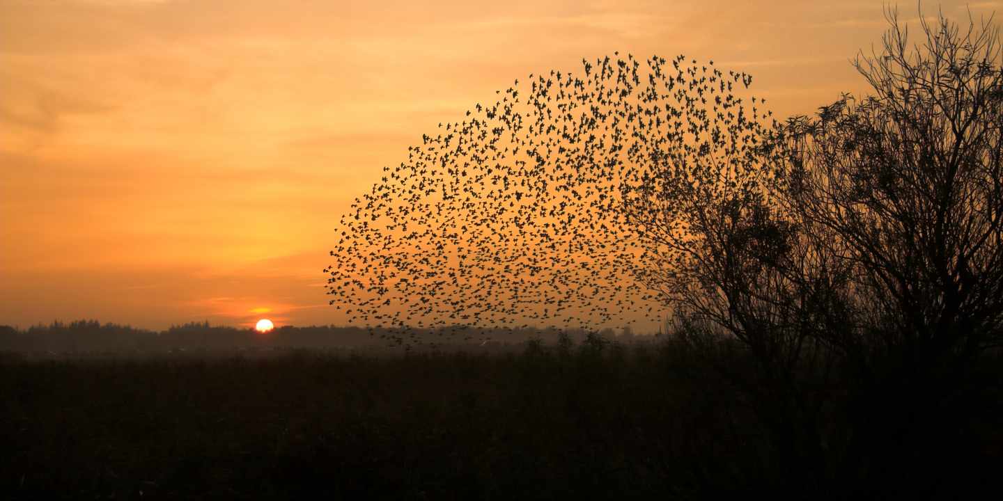 nordeuropa-daenemark-wattenmeer-black-sun-g-144321687.jpg