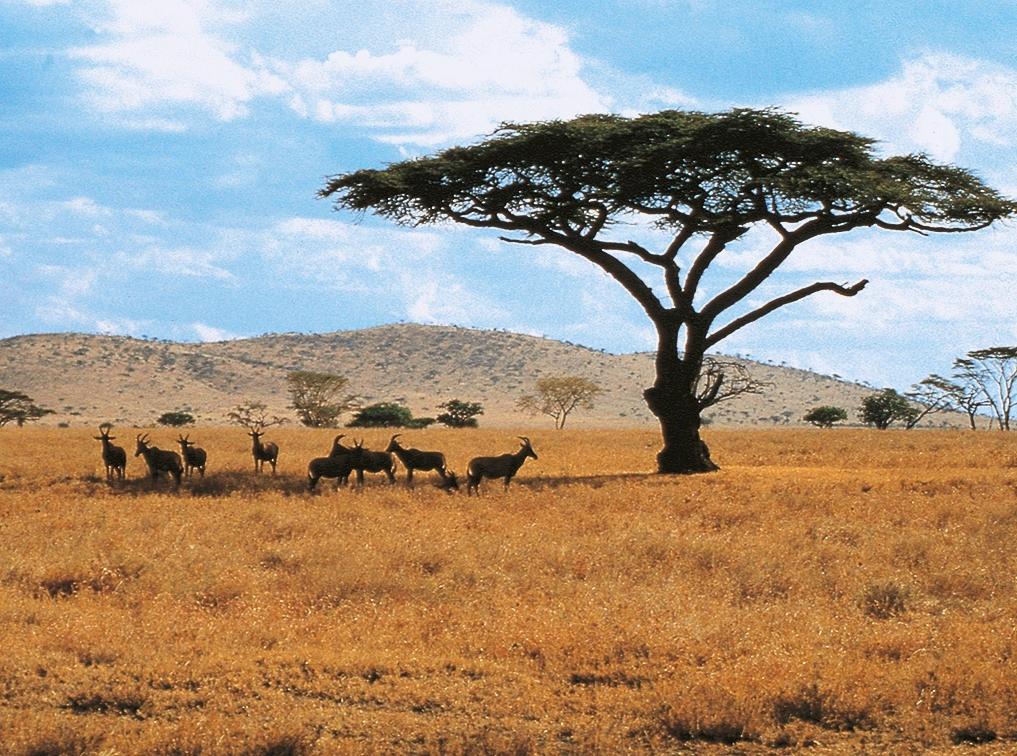 kenia-steppe-tierwelt-p-MZ01076.jpg