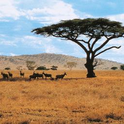 Hotels in Kenia