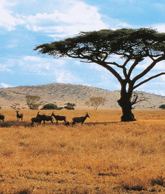 Hotel in Kenia buchen Steppe in Kenia
