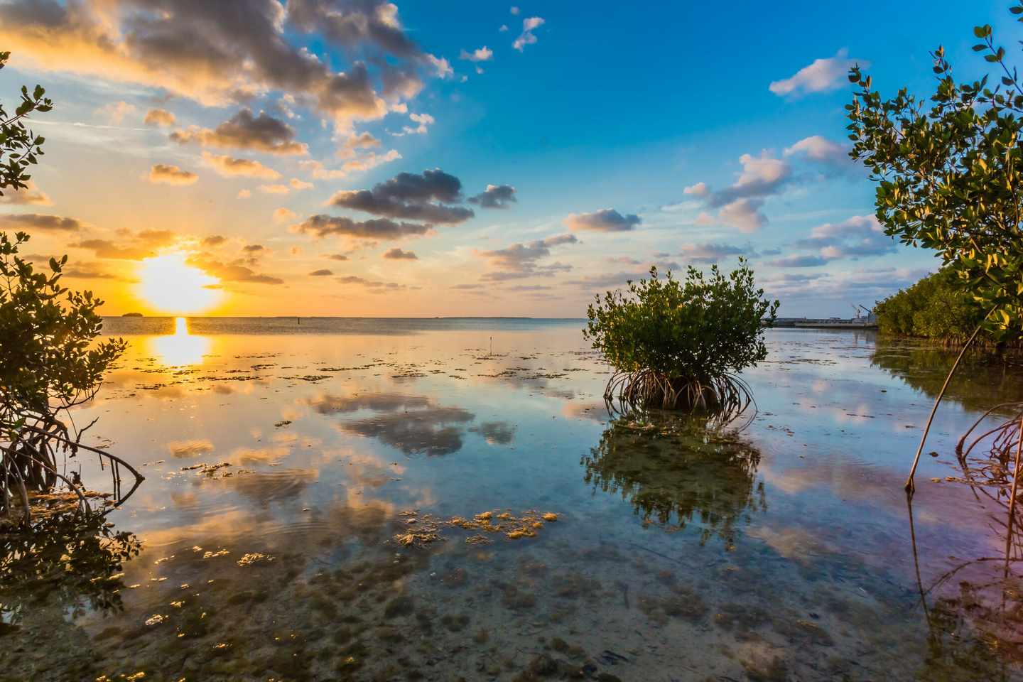 usa-florida-keys-wunderschoene-mangrovensumpf-mit-hummock-bei-sonnenuntergang-g-476098022.jpg