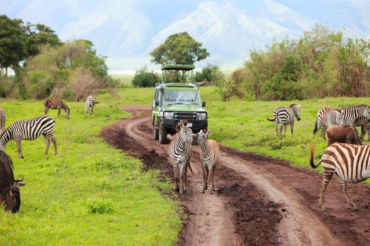 safari-zebras-g-96773018.jpg