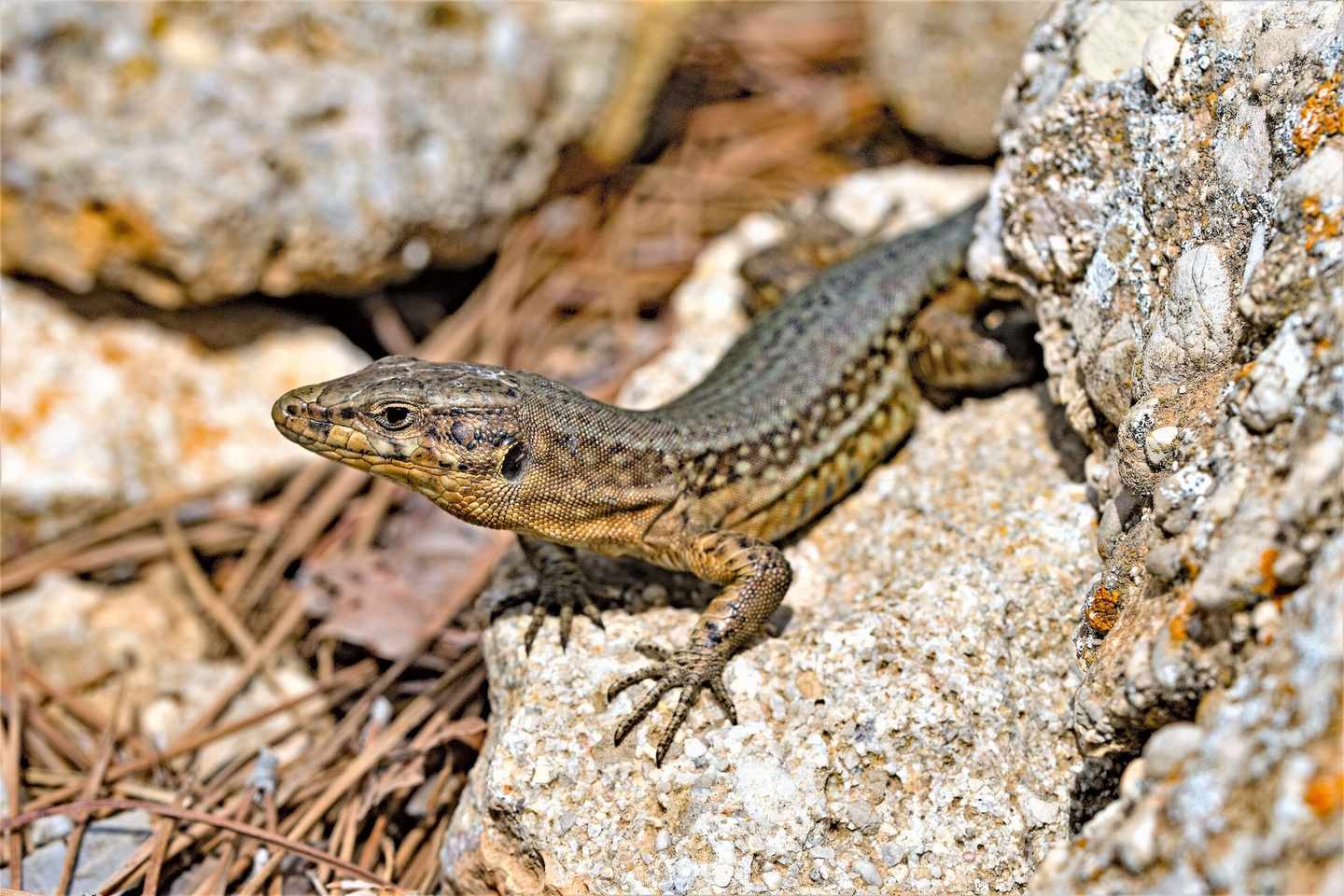 5_spanien_balearen_dragonera_eidechse_sonne_dertour_g-1168200315.jpg